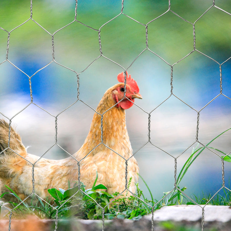 40IN X 50feet Galvanized Chicken Wire Net, Lightweight Galvanized Hexagonal WireFence
