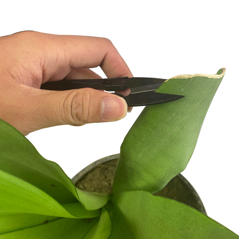 HYDROPONIC DEPOT Plant Bonsai Pruner Pruning Scissors for Bud and Leaves Trimmer 6 PCS